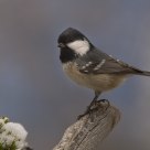  Coal Tit ( Periparus ater)